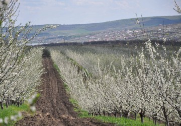 Our Orchard Image