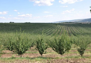 Our Orchard Image